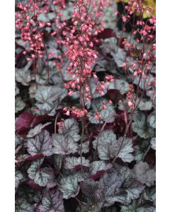 Heuchera, Silver Leaf Coral Bells 'Glitter'