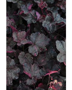 Heuchera, Black Leaf Coral Bells 'Midnight Rose'