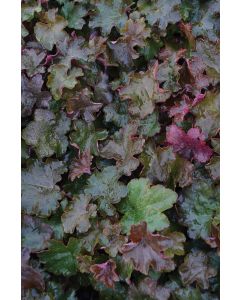 Heuchera, Purple Leaf Coral Bells 'Palace Purple'