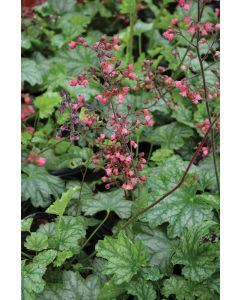 Heuchera, Green Leaf Coral Bells 'Paris'