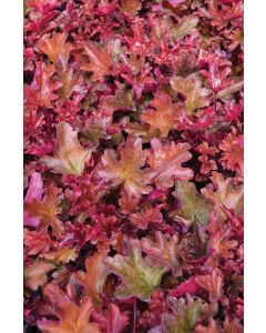 Heuchera, Red Leaf Coral Bells 'Peach Flambe'