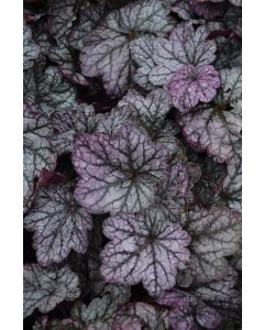 Heuchera, Silver Leaf Coral Bells 'Sugar Plum'