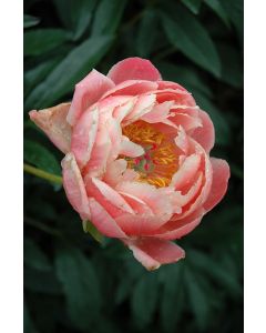Paeonia, Pink Peony 'Coral Charm'