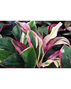 Cordyline Fruticosa 'Bolero'