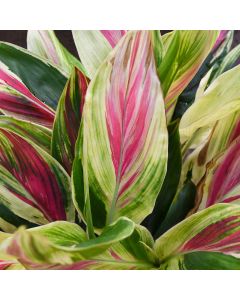 Cordyline Fruticosa 'Exotica'