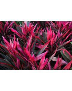 Cordyline Fruticosa 'Hot Pepper'