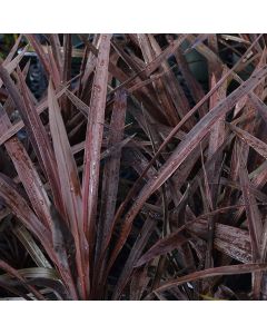 Cordyline Australis 'Red Star'