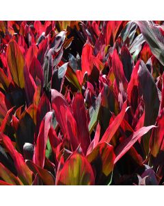 Cordyline Fruticosa 'Tropical Red'
