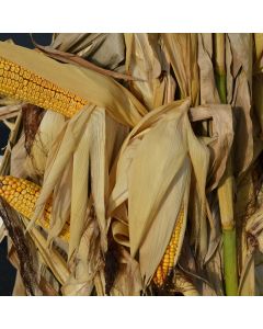 Corn Stalk Bundles, Natural