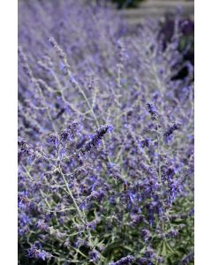 Perovskia, Russian Sage 'Crazy Blue'
