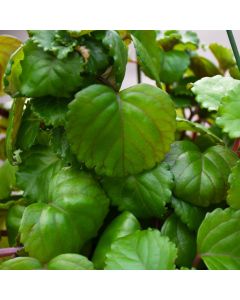 Plectranthus Verticillatus, Swedish Ivy 'Creeping Charlie'