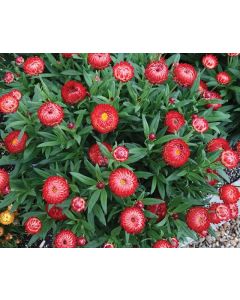 Bracteantha, Strawflower Granvia® 'Crimson Sun'