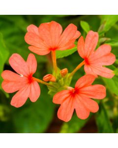 Crossandra, Firecracker Flower