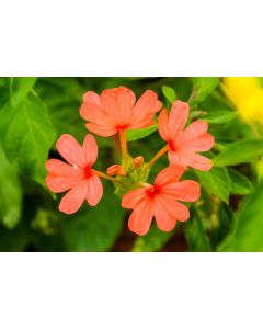 Crossandra, 'Orange' (Firecracker Flower)