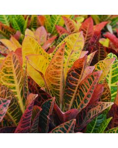 Codiaeum, Variegated Croton 'Petra'