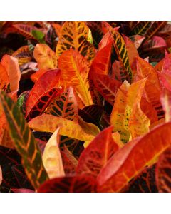 Codiaeum, Variegated Croton, Single Trunk