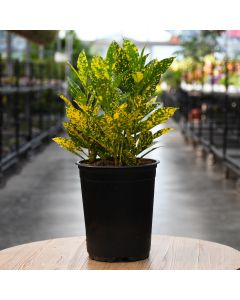 Codiaeum Variegatum, Gold Dust Croton