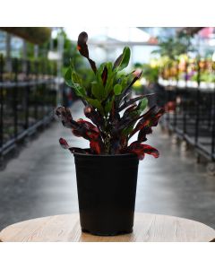 Codiaeum, Mammy Croton