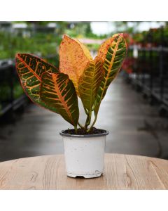 Codiaeum, Variegated Croton 'Petra'