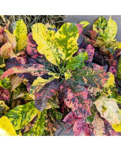 Codiaeum, Variegated Croton 'Magnificent'