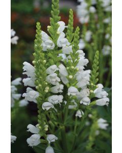Physostegia, Obedient Plant 'Crystal Peak White'