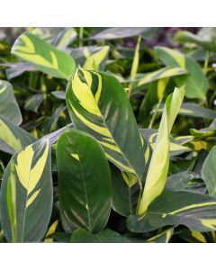 Ctenanthe Lubbersiana, Prayer Plant 'Never-Never'