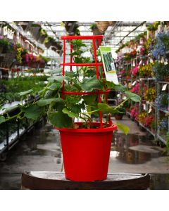 Cucumis, Cucumber Patio Planter with Trellis