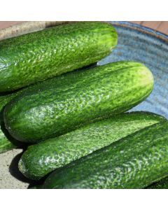 Cucumis, Cucumber 'Pickling'
