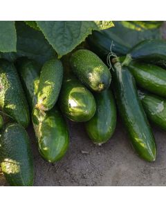 Cucumis, Cucumber 'Slicing'