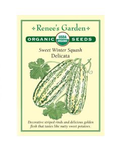 Cucurbita, Squash (Winter), Sweet Delicata ~ 38 seeds