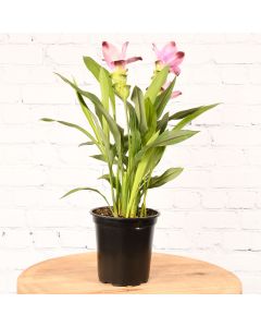 Curcuma Assortment
