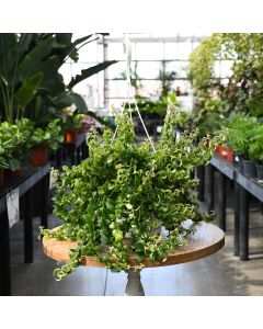 Aeschynanthus Radicans, Lipstick Plant 'Curly'