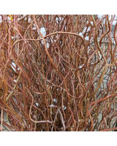 Curly Willow Branches, Green