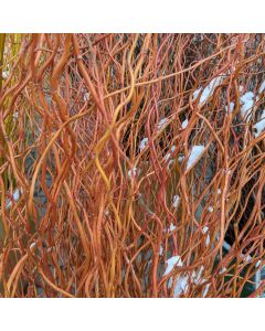 Curly Willow Branches, Red