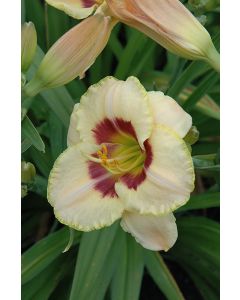 Hemerocallis, White Daylily 'Custard Candy'