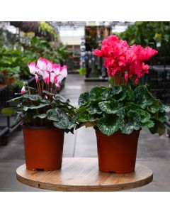 Cyclamen in Bare Pot