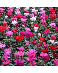 Cyclamen with Foil Cover