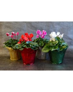 Cyclamen with Foil Cover