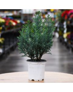 Chamaecyparis, False Cypress 'Moonlit'