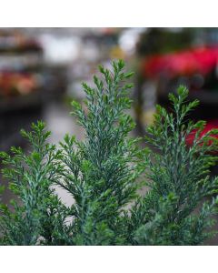 Chamaecyparis, False Cypress 'Moonlit'