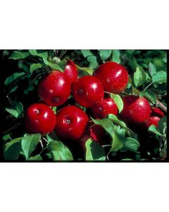 Malus, Fruiting Apple 'Haralson'