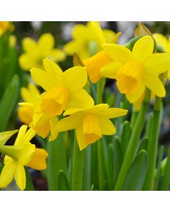Narcissus, Daffodils in Pot