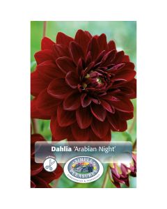 Dahlia, Decorative 'Arabian Night'
