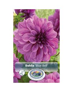 Dahlia, Decorative 'Blue Bell'