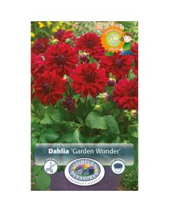 Dahlia, Decorative 'Garden Wonder'
