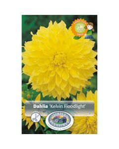 Dahlia, Dinner Plate 'Kelvin Floodlight'