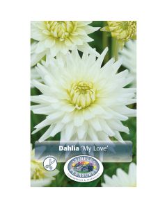 Dahlia, Cactus 'My Love'