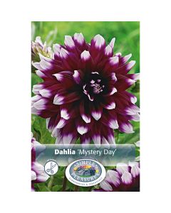 Dahlia, Decorative 'Mystery Day'
