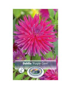 Dahlia, Cactus 'Purple Gem'