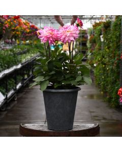 Dahlia 'Sincerity' Patio Planter